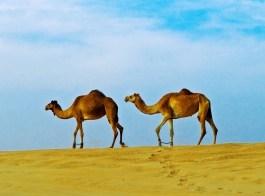 Camels in the Desert of Dubai